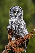 Great Grey Owl--Great Grey Perch