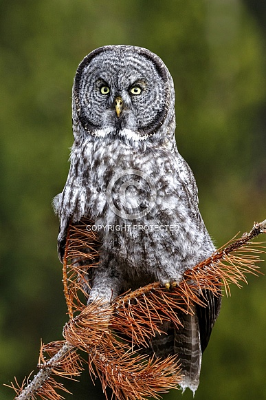 Great Grey Owl--Great Grey Perch Great Grey Owl--Great Grey Perch