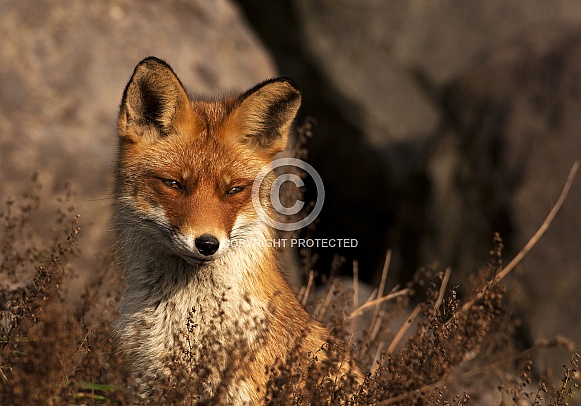 Red fox