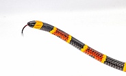 Venomous Eastern coral snake - Micrurus fulvius - close up macro of head, eyes, tongue and belly scales with pattern.  Side view with great scale detail isolated on white background