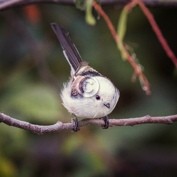 Long-tailed tit Long-tailed tit