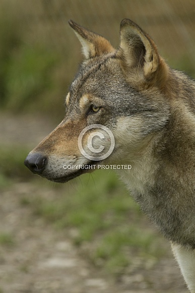 Wolf Wolf