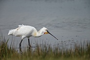 The Eurasian spoonbill