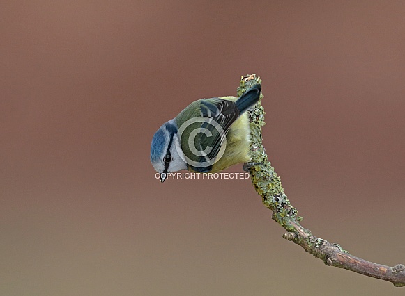 Blue Tit Blue Tit