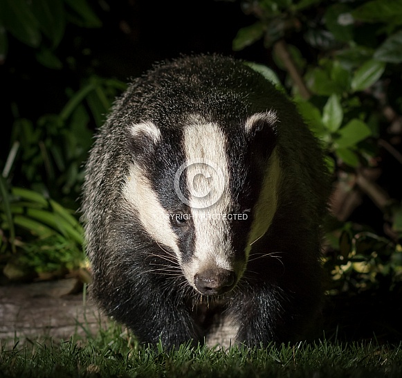 European Badger