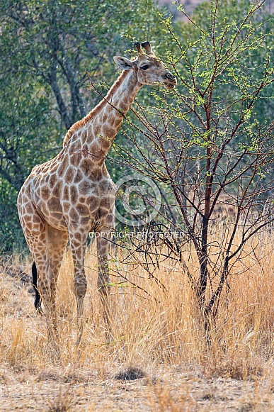 Giraffe Giraffe