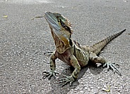 Bearded Dragon Lizard