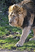 Lion (male)