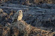 The short-eared owl (Asio flammeus)