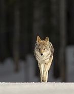 Coyote