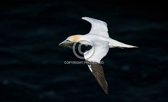 Northern Gannet