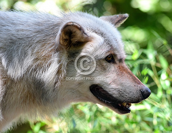 Grey Wolf Grey Wolf