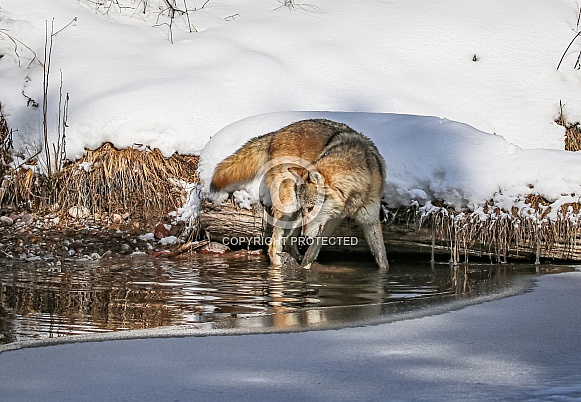 Gray or grey wolf in winter Gray or grey wolf in winter