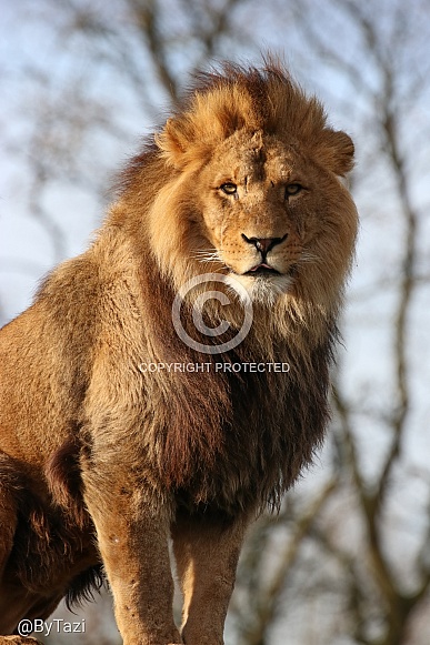 African lion