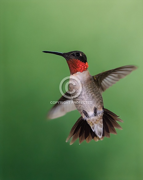 Ruby-throated Hummingbird