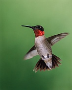 Ruby-throated Hummingbird