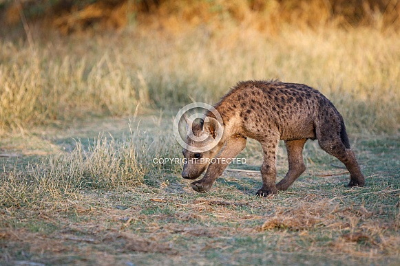 Spotted Hyena Cub (wild)