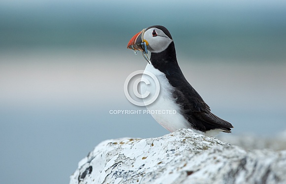 Puffin the birds from the arctic.