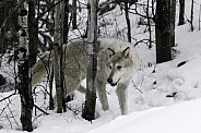 Tundra Wolf-Wolf in the Trees