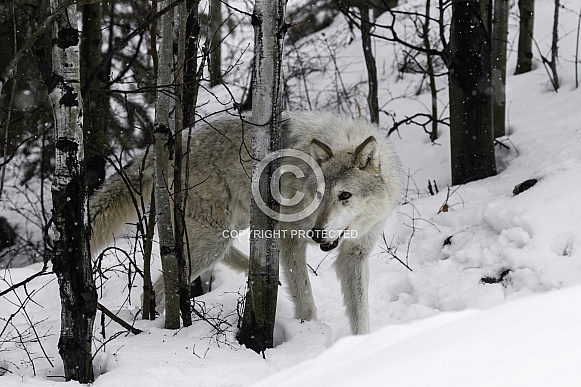 Tundra Wolf-Wolf in the Trees