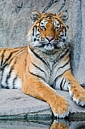 Amur Tiger