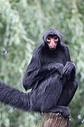 Red-faced spider monkey (Ateles paniscus)