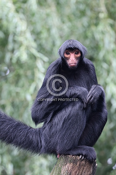 Red-faced spider monkey (Ateles paniscus)