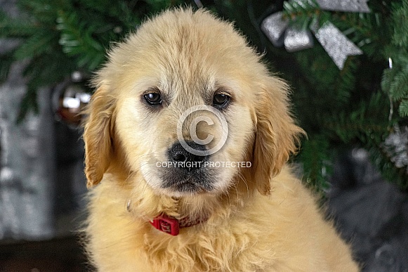 Golden Retriever Puppy Head Shot Close Up