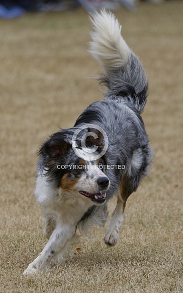 Border Collie or Australian Shepherd