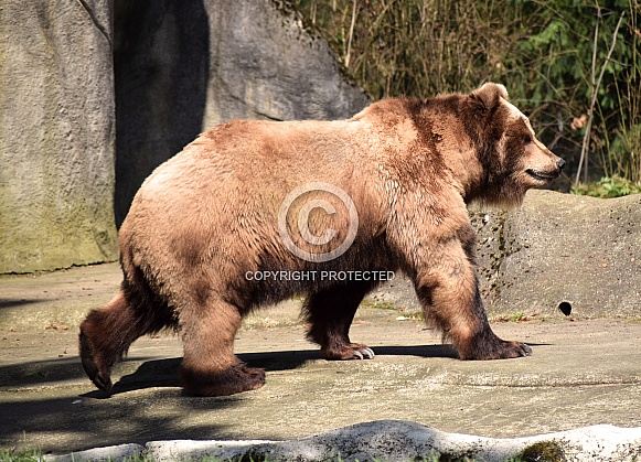 Kamtschatka Brown Bear