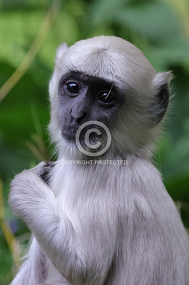 Bengal  Hanuman Langur (Semnopithecus Entellus)