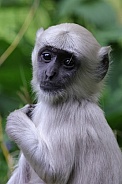 Bengal  Hanuman Langur (Semnopithecus Entellus)