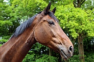 Brown horse