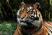 Sumatran Tiger Close Up