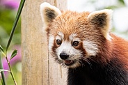 Red Panda Side Profile Mouth Open