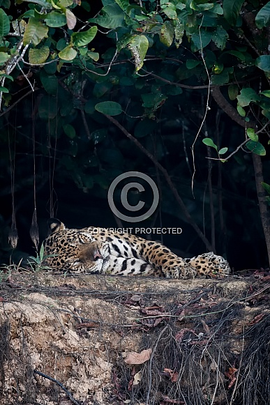 American jaguar in the nature habitat