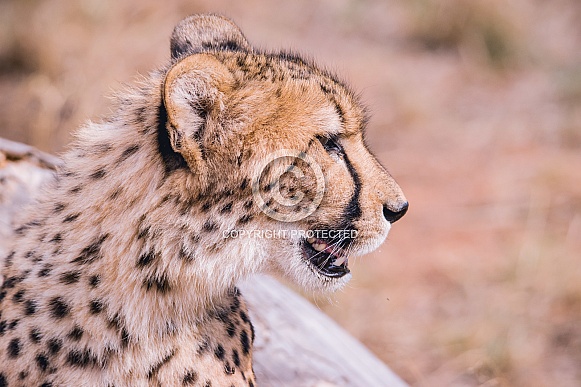 Cheetahs Cheetahs
