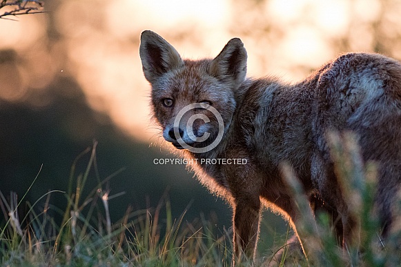 Red fox at sunset