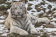 White Bengal Tiger (Panthera Tigris Tigris)