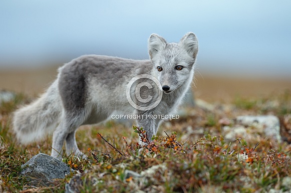 Arctic fox