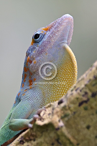 Anolis marmoratus