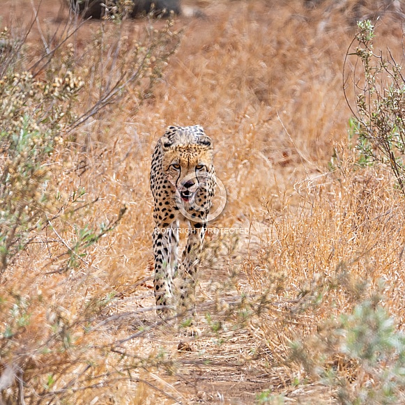 Cheetah