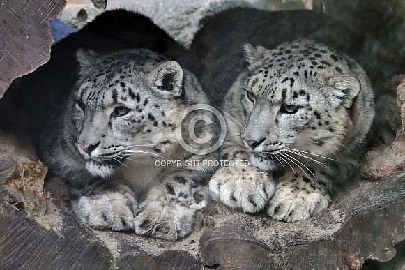 Snow Leopards