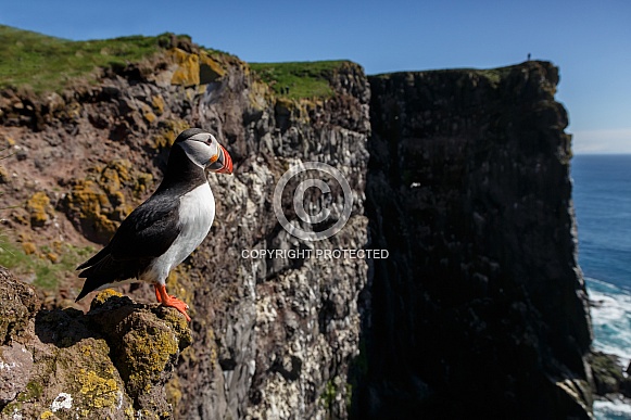Puffin the birds from the arctic. Puffin the birds from the arctic.