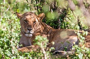 Lioness resting in the bush