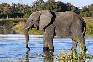 African Elephant - Botswana