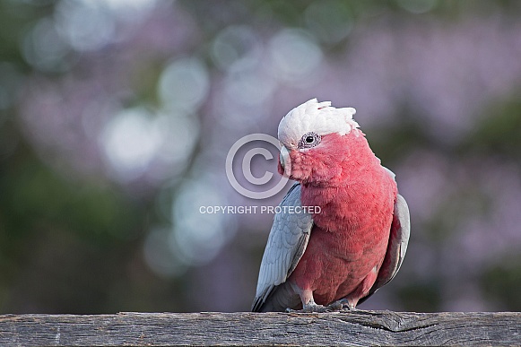 Galah against purple