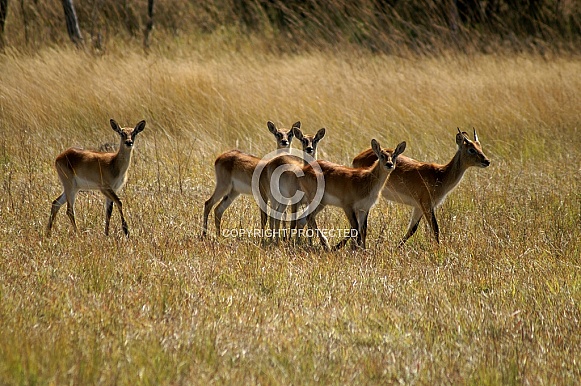 Impala