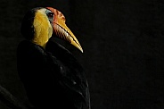 Knobbed Hornbill