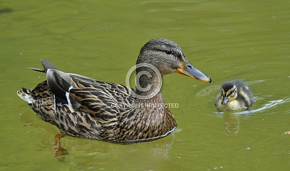 Mallard Duck with Duckling
